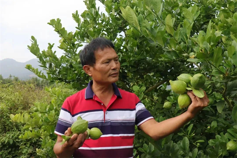 山村果园种植致富_农村种植果树致富好项目_致富果树