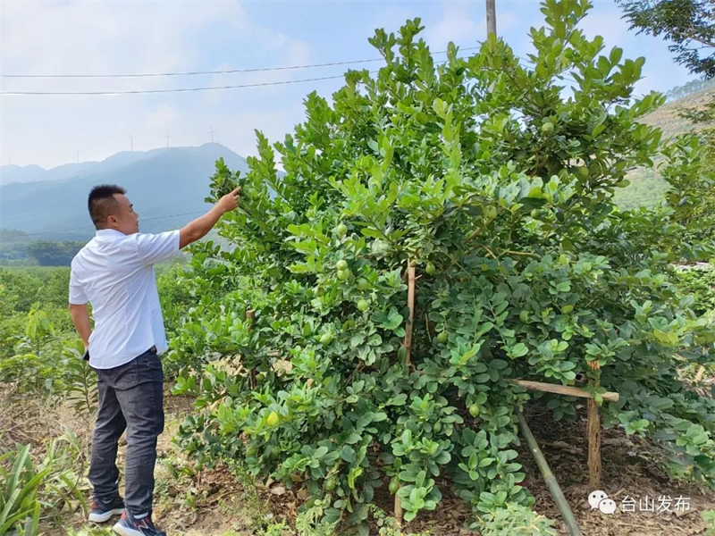 致富果树_山村果园种植致富_农村种植果树致富好项目