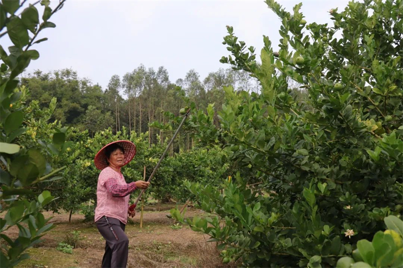 致富果树_山村果园种植致富_农村种植果树致富好项目