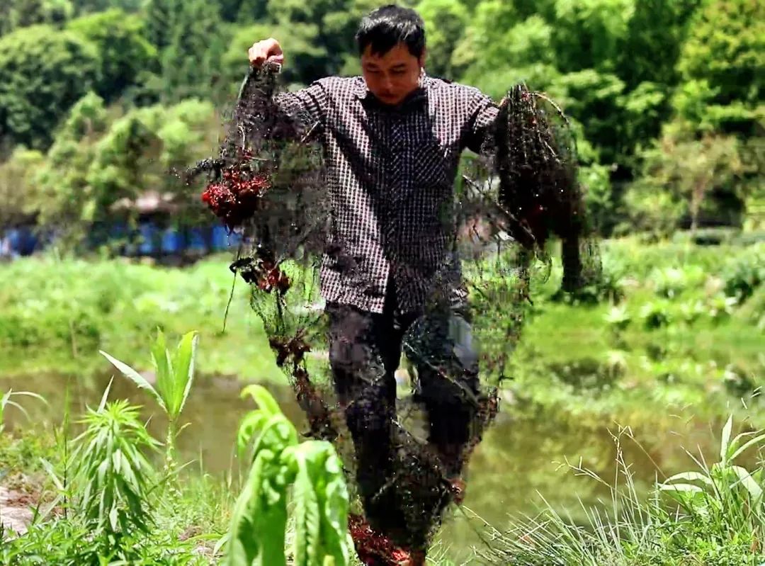 龙虾虎的养殖技术_养龙虾技术视频_龙虾养殖技术大全视频教程