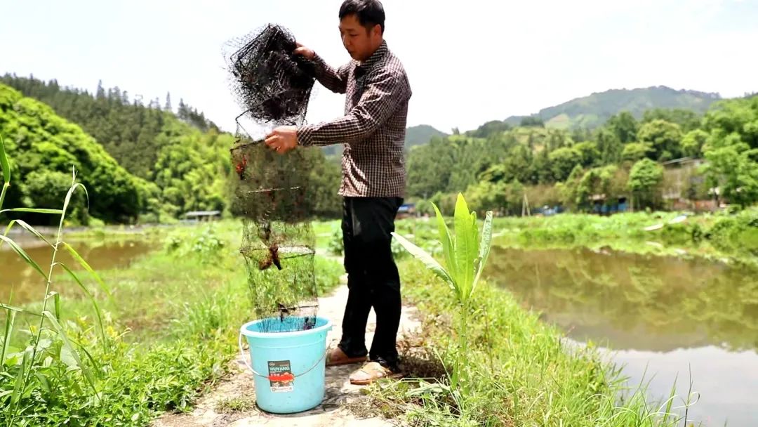 养龙虾技术视频_龙虾虎的养殖技术_龙虾养殖技术大全视频教程