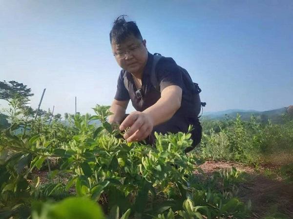 致富经双孢菇栽培视频_致富经蘑菇种植技术_致富经菌菇种植