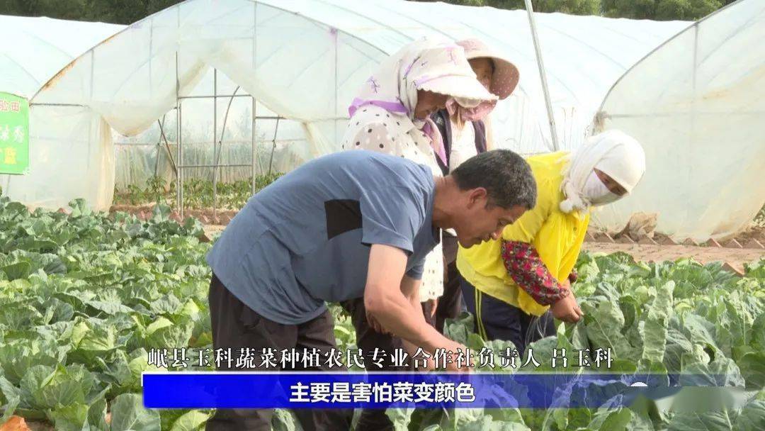 致富种植菜苗怎么样_菜苗种植致富_致富种植菜苗图片