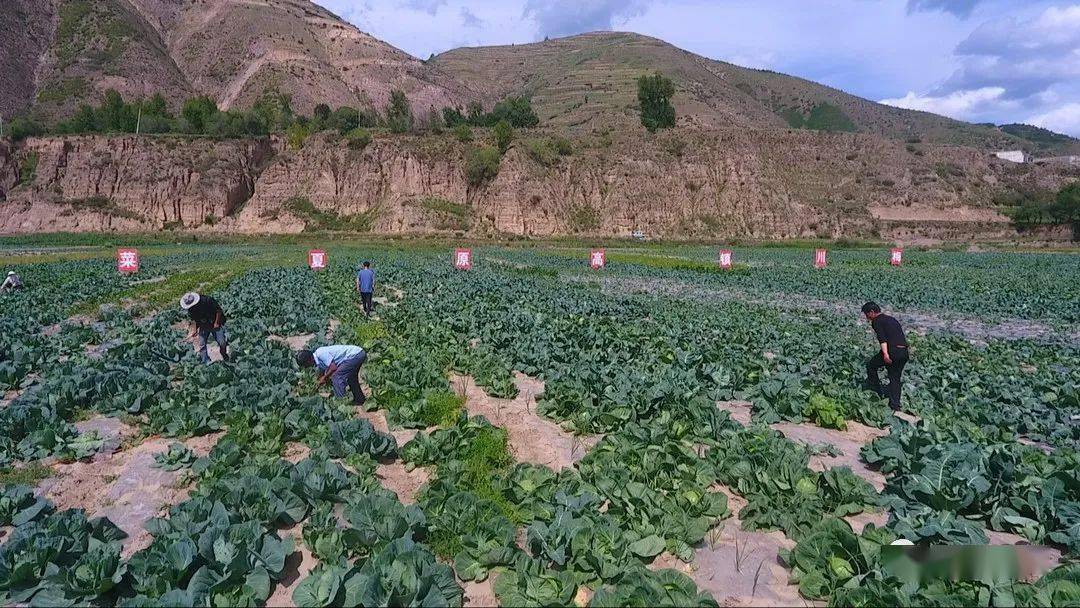 菜苗种植致富_致富种植菜苗图片_致富种植菜苗怎么样