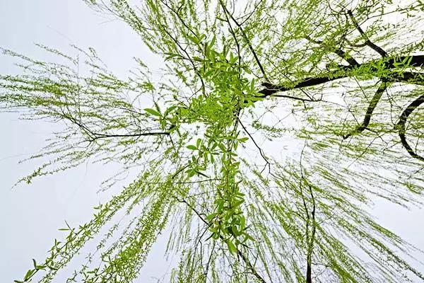 种植致富业_致富经种树的创业项目_致富树怎么种植