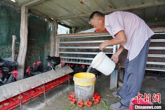 小庭院养殖致富案例_院子养殖致富_致富养殖院子图片