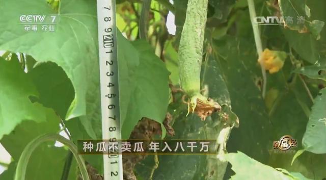 致富经河南种植丝瓜_致富经丝瓜水卖8000万_驻马店丝瓜大王致富经