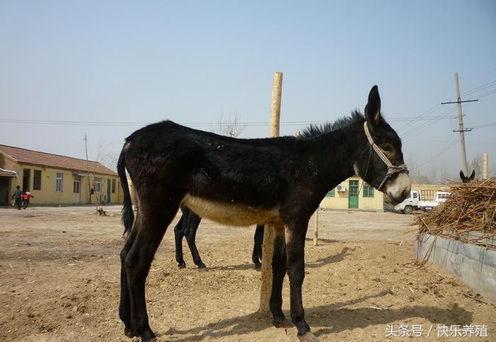 养殖萌宠致富_种养致富_致富养殖好项目大全