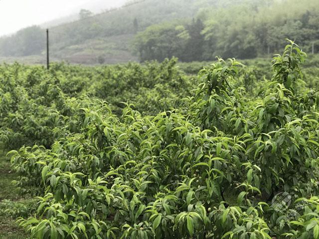 致富种植白芨视频_种植白芨致富项目_致富经白芨种植