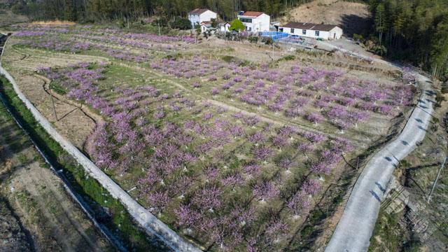 致富种植白芨视频_致富经白芨种植_种植白芨致富项目