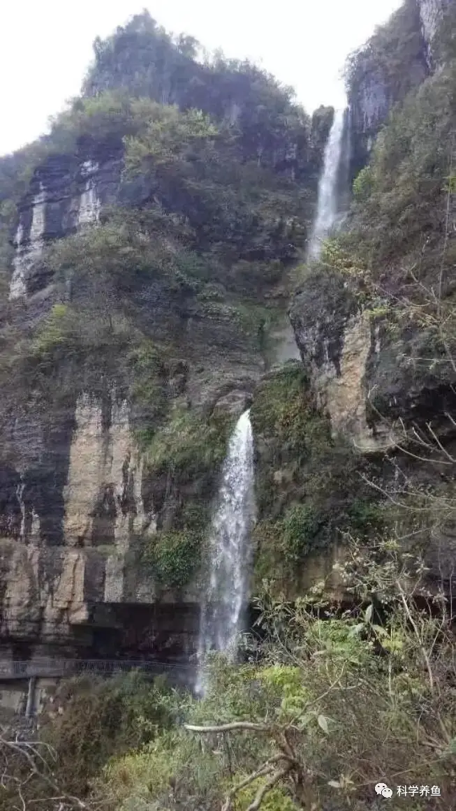 致富经山泉水养鱼视频_致富经山泉水养殖鱼视频_致富经山泉水养草鱼