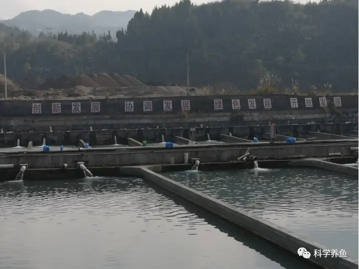 致富经山泉水养鱼视频_致富经山泉水养草鱼_致富经山泉水养殖鱼视频