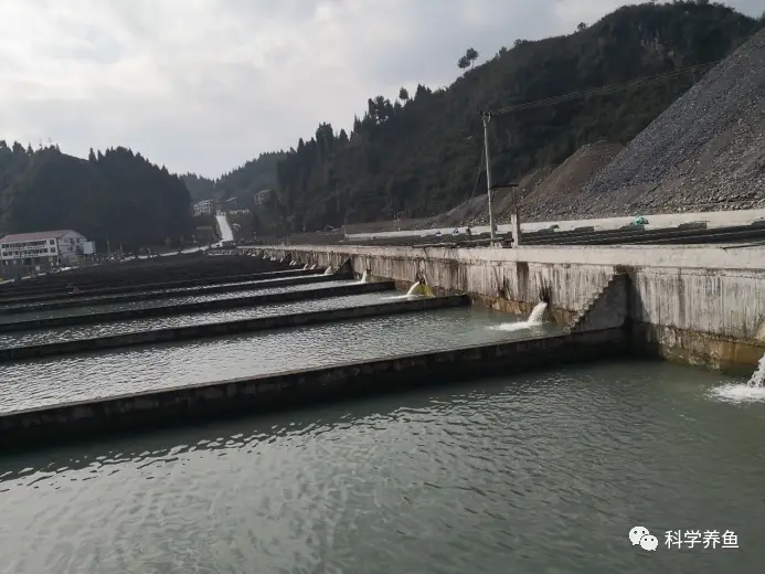 致富经山泉水养草鱼_致富经山泉水养鱼视频_致富经山泉水养殖鱼视频