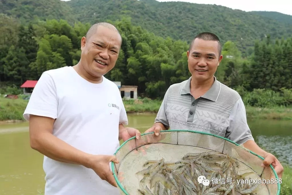 山泉水养殖草鱼_致富经山泉水养草鱼_山泉水养殖草鱼鱼池的建设