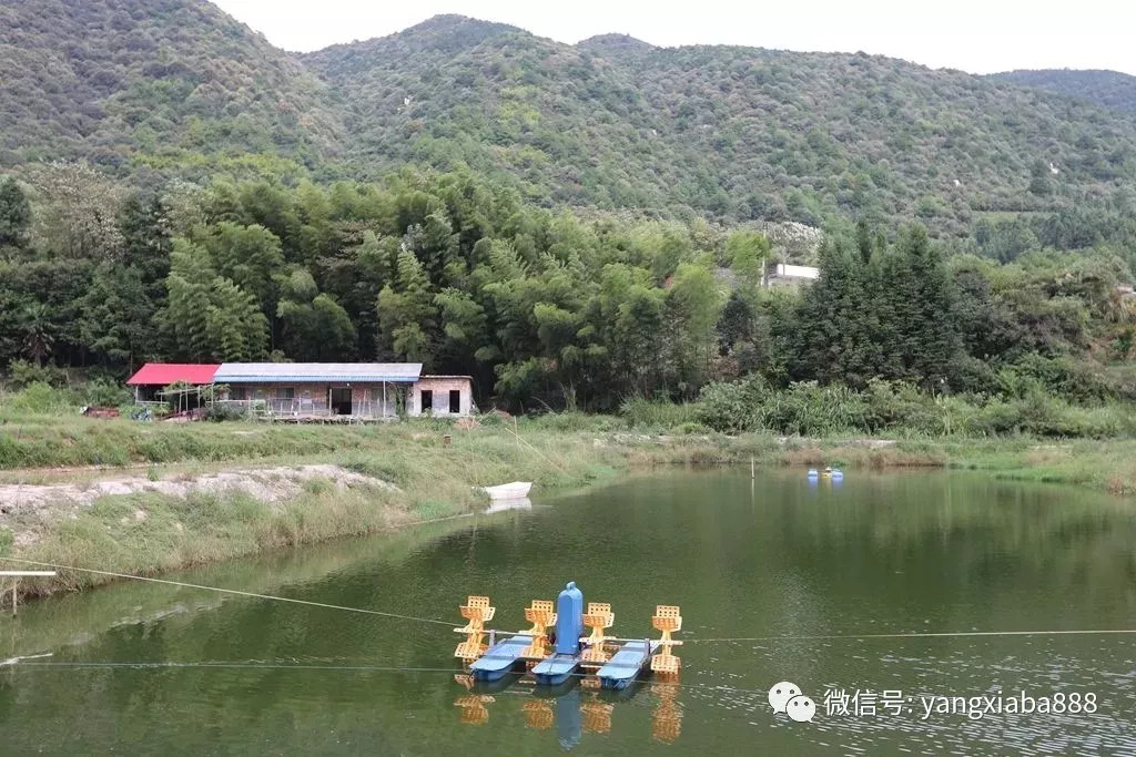 致富经山泉水养草鱼_山泉水养殖草鱼_山泉水养殖草鱼鱼池的建设