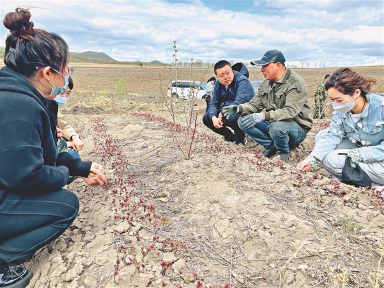 中药材种植 小镇致富“千金方”