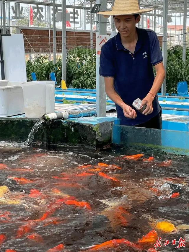 迷迭香大面积种植视频_迷迭香种植致富视频_迷迭香种植技术视频