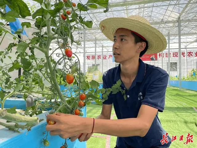 迷迭香大面积种植视频_迷迭香种植技术视频_迷迭香种植致富视频