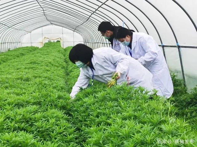 放心吃！市农业部门：蔡甸区藜蒿61项农药残留检测全部合格