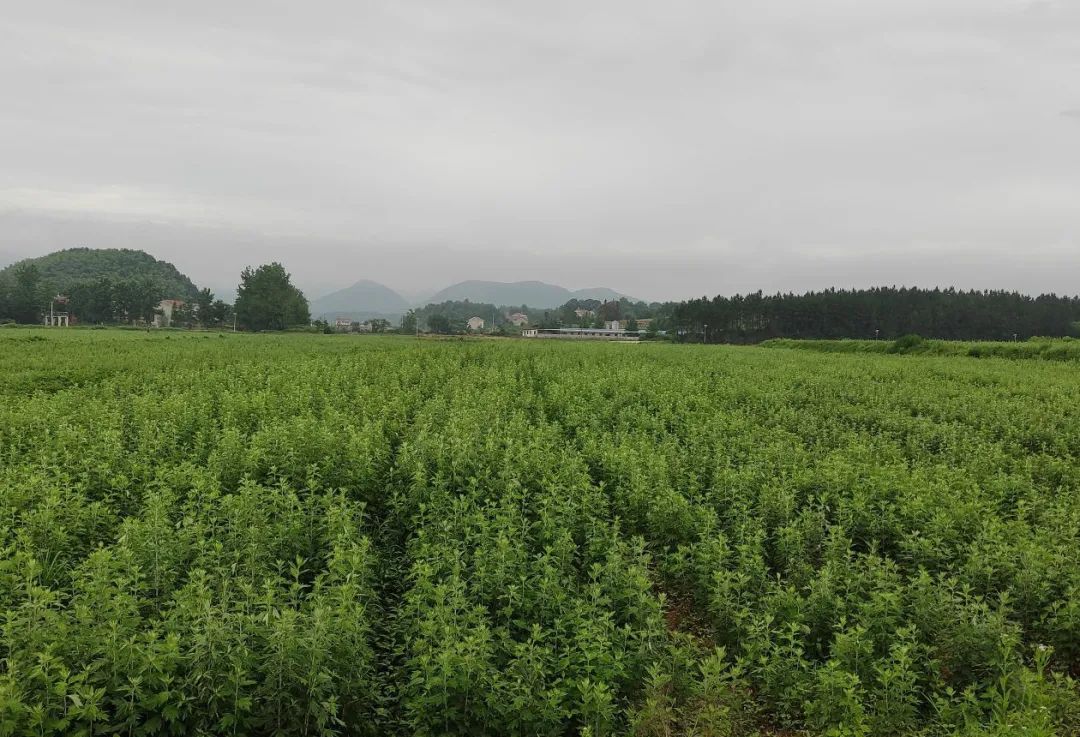 致富药材能种植中草药吗_中药材种植致富经_种植什么中药材能致富