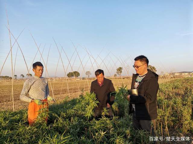 藜蒿种植_藜蒿种植致富_藜蒿种植利润如何