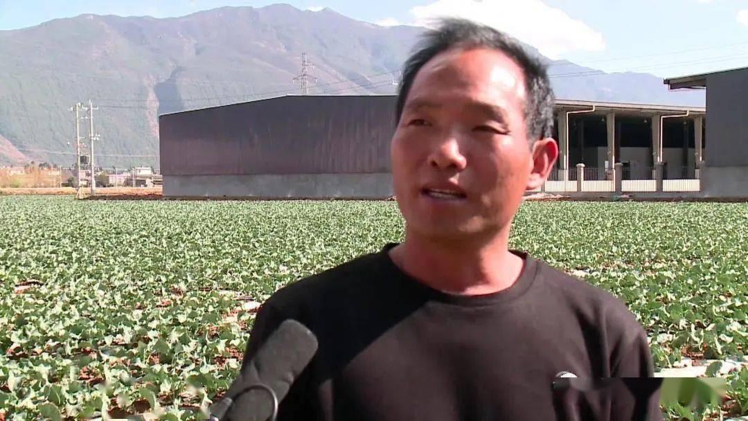 致富种植茭白图片_致富种植茭白怎么样_致富茭白种植