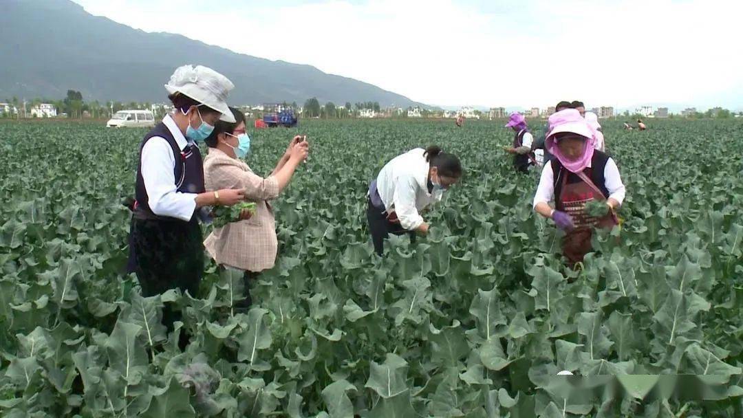 致富茭白种植_致富种植茭白图片_致富种植茭白怎么样