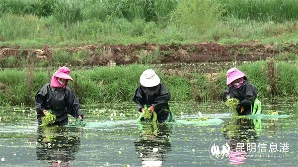 云南鹤庆：高原特色蔬菜产业蓬勃发展 各族群众增收致富“新引擎”