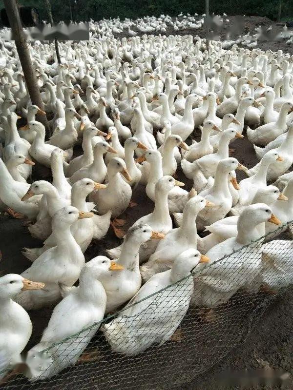 高密度樱桃谷鸭养殖场运用微生物技术后水体活爽不臭，鸭群健康，操作技术分享