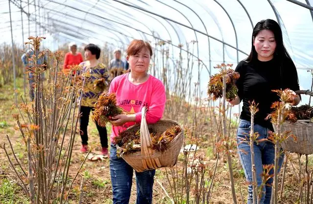 农村做种植致富_农村致富项目种植业_农村致富种植项目