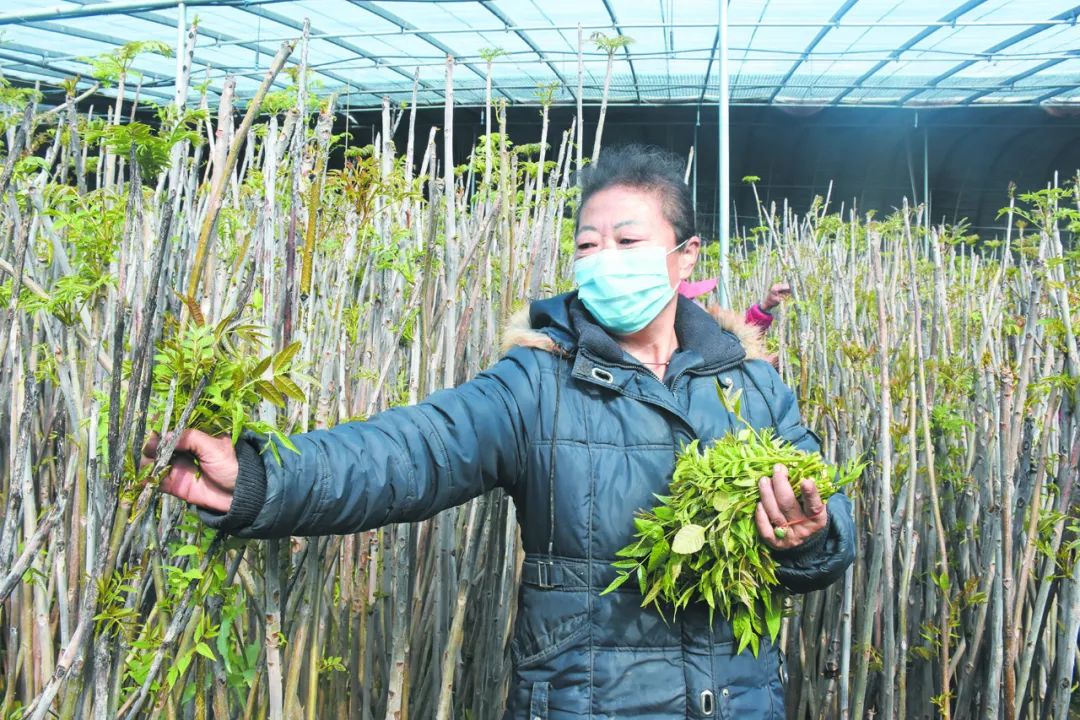 山东农村种植致富好项目_平度种植致富_平度种植基地