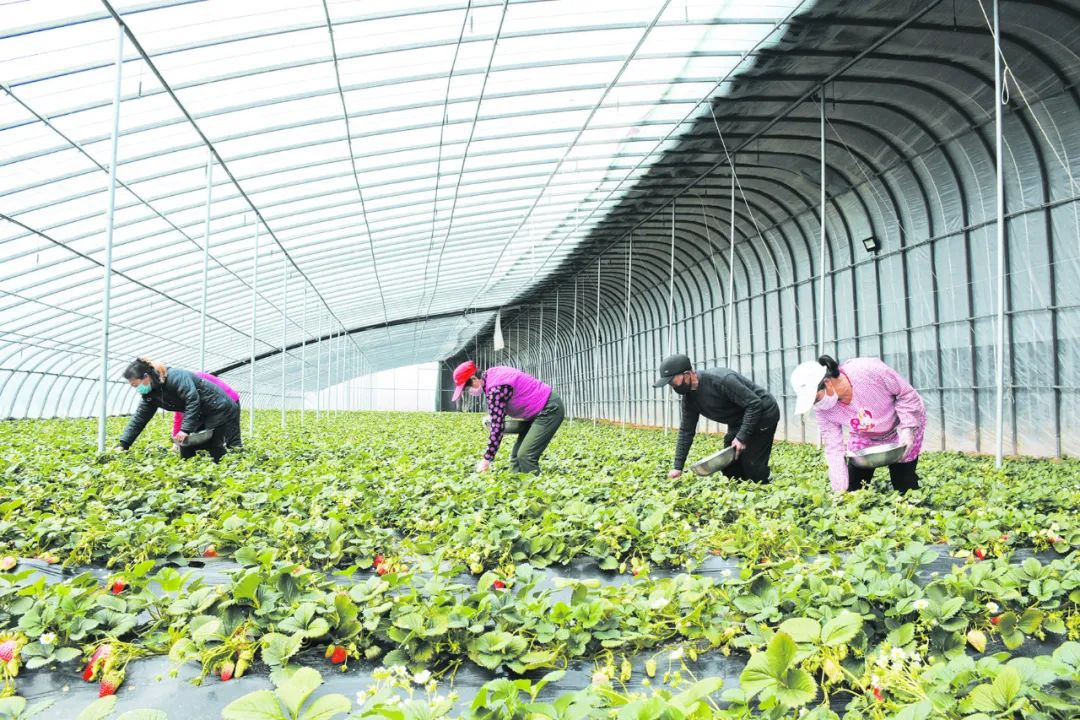 平度种植致富_平度种植基地_山东农村种植致富好项目