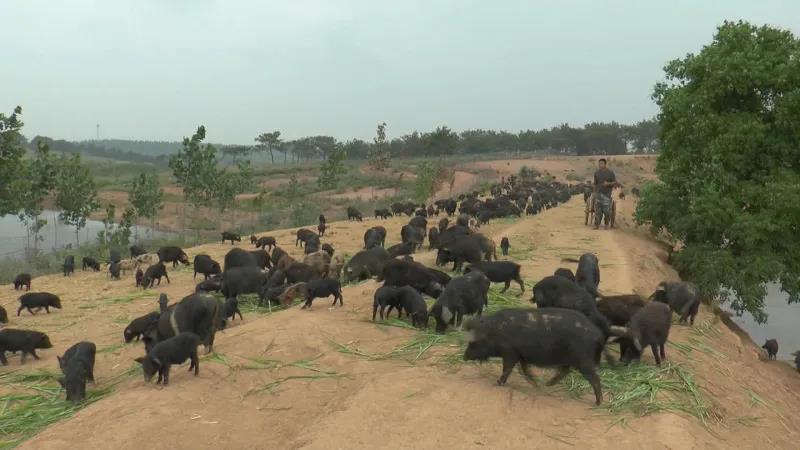 养猪可养“藏香猪”，一年收入过1000万