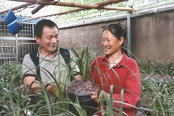 兰花香飘致富路