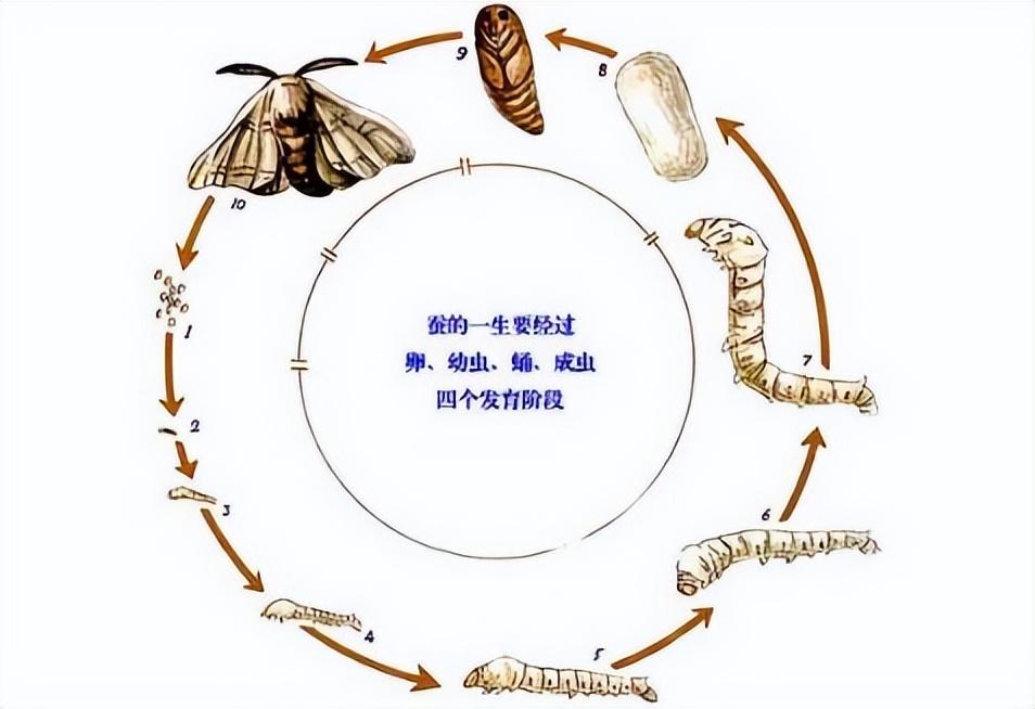 蝉蛹养殖致富_养殖蝉蛹赚钱吗_致富养殖蝉蛹图片