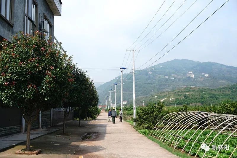 板栗树如何种植的五大技术要点_板栗树种植技术视频_致富经板栗树种植高产技术