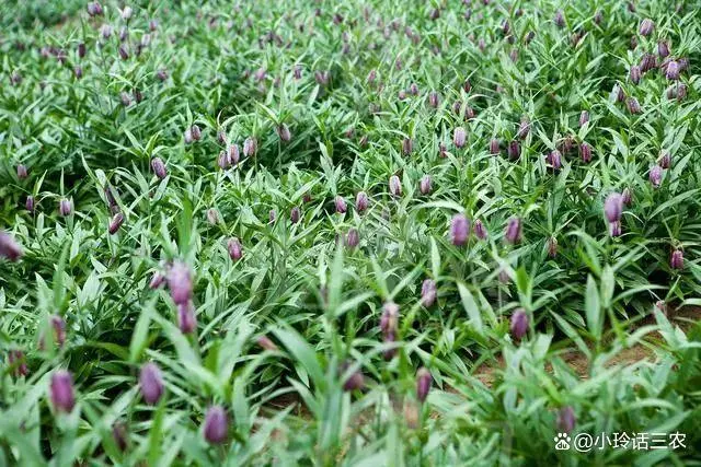 致富种植农村做什么生意_农村致富种植项目_农村做种植致富