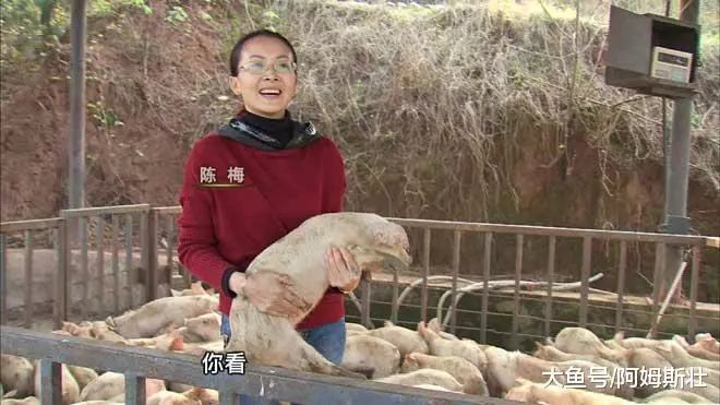 cctv致富经养猪视频全集_致富经放养猪视频_致富经放养猪视频全集