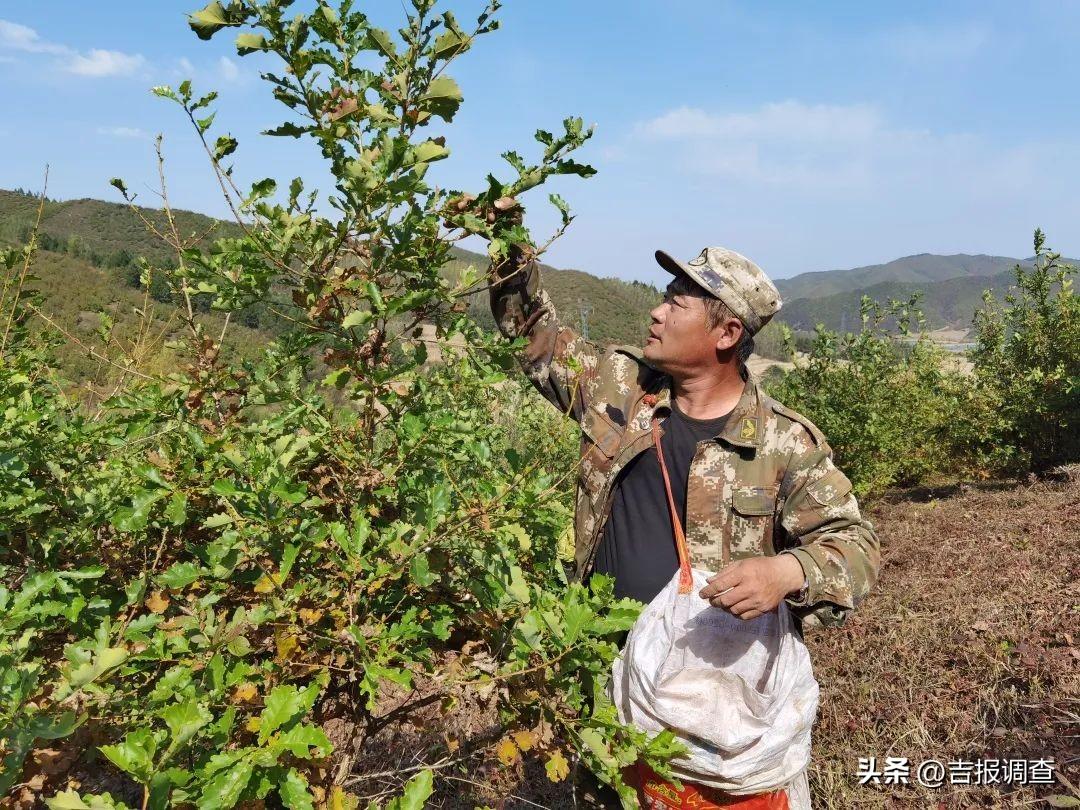 到永吉县山村体验小蚕茧的致富魔力