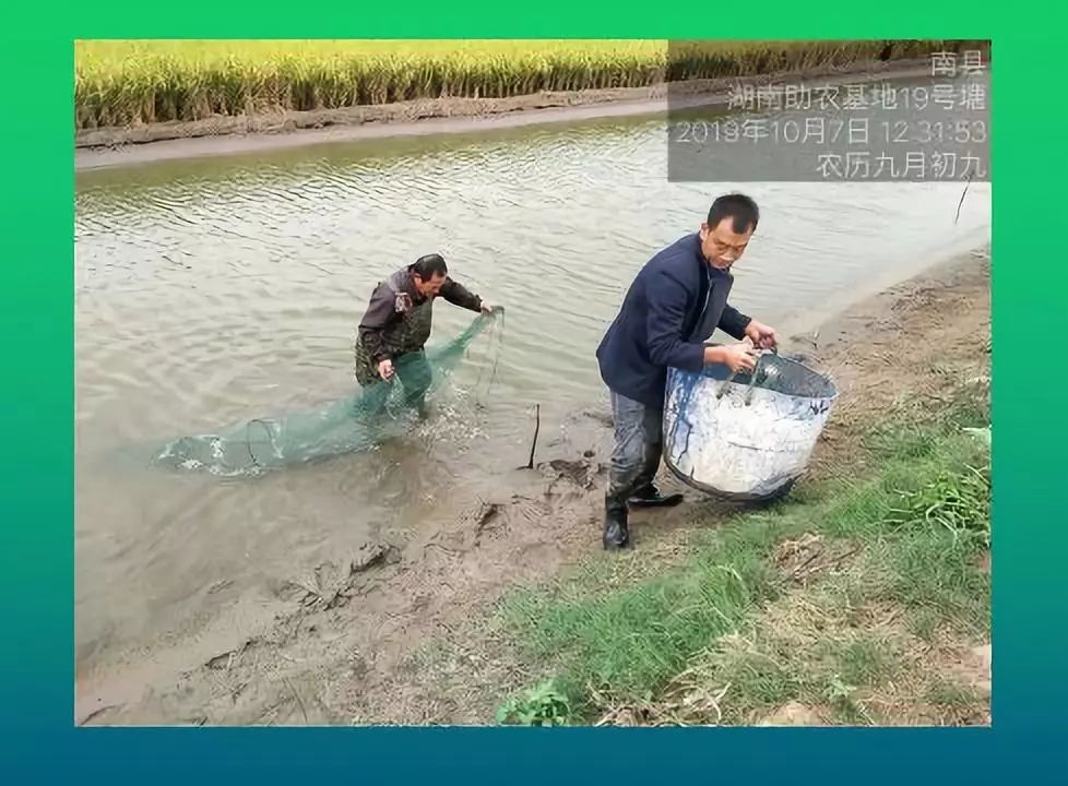 车虾生态养殖技术_生态养虾方案_养虾设备养殖室内视频