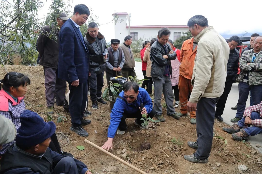 枇杷种植技术视频_怎样种枇杷树视频_种植枇杷树的方法