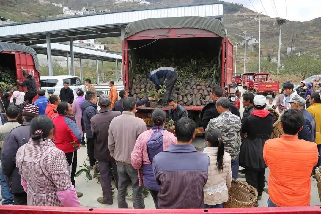 枇杷种植技术视频_怎样种枇杷树视频_种植枇杷树的方法