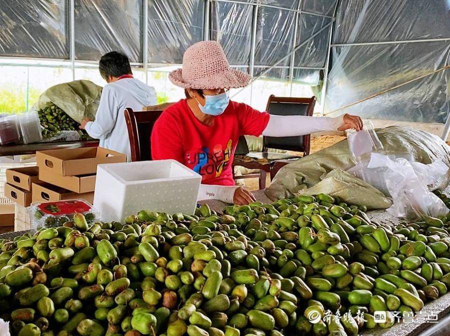 致富经播软枣子_致富经播软枣子_致富经播软枣子