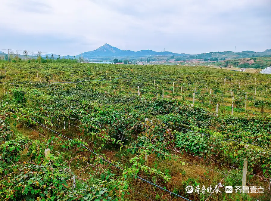 致富经播软枣子_致富经播软枣子_致富经播软枣子