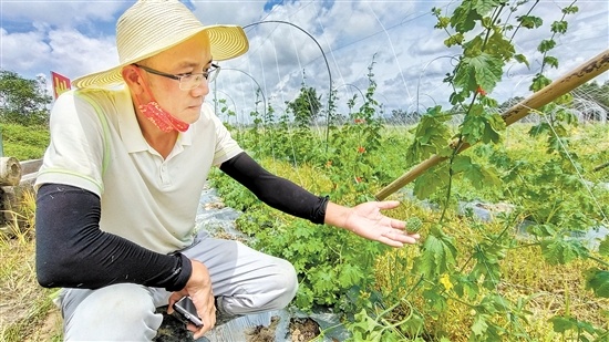 梁学其种植的杜阮凉瓜已结出果实。