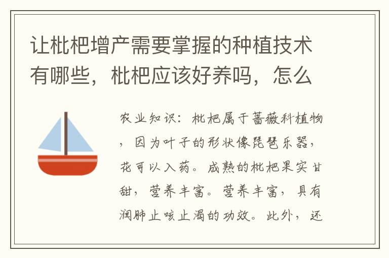 让枇杷增产需要掌握的种植技术有哪些，枇杷应该好养吗，怎么养殖