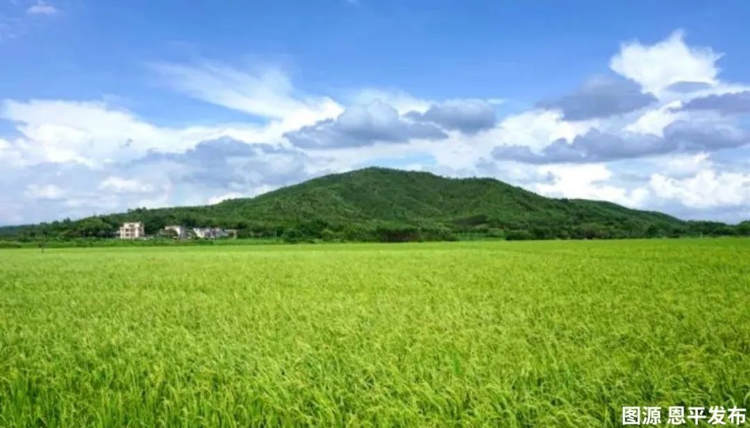 恩平农作物_恩平种植致富_种植致富农村项目大全