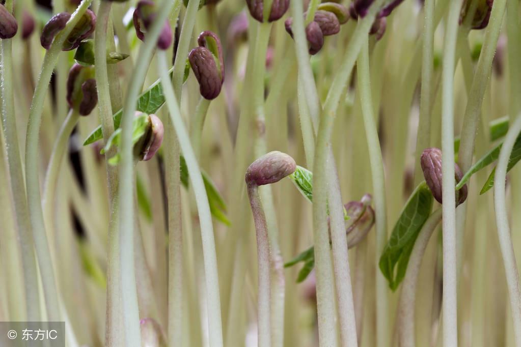 菜芽种植_芽莱种植技术_菜芽苗怎么做好吃