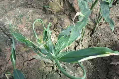 姜芽种植致富_致富种植姜芽视频_致富种植姜芽图片