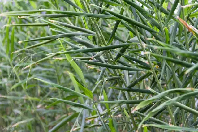 致富种植姜芽图片_姜芽种植致富_致富种植姜芽视频